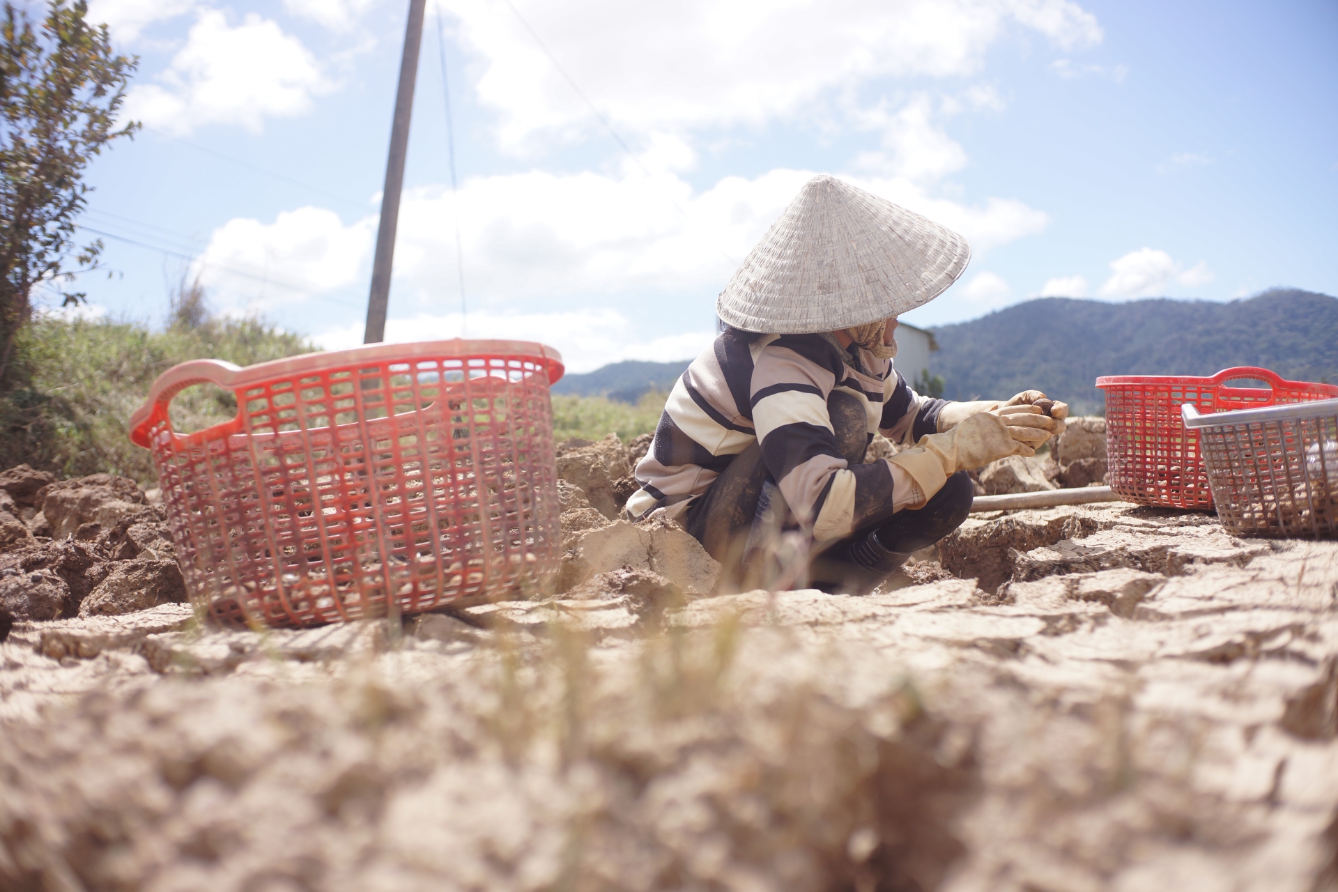 Ở một nơi của Lâm Đồng, đất đồng nứt toác, thấy dân hì hục đào sản vật, đến gần ai cũng bất ngờ- Ảnh 4.