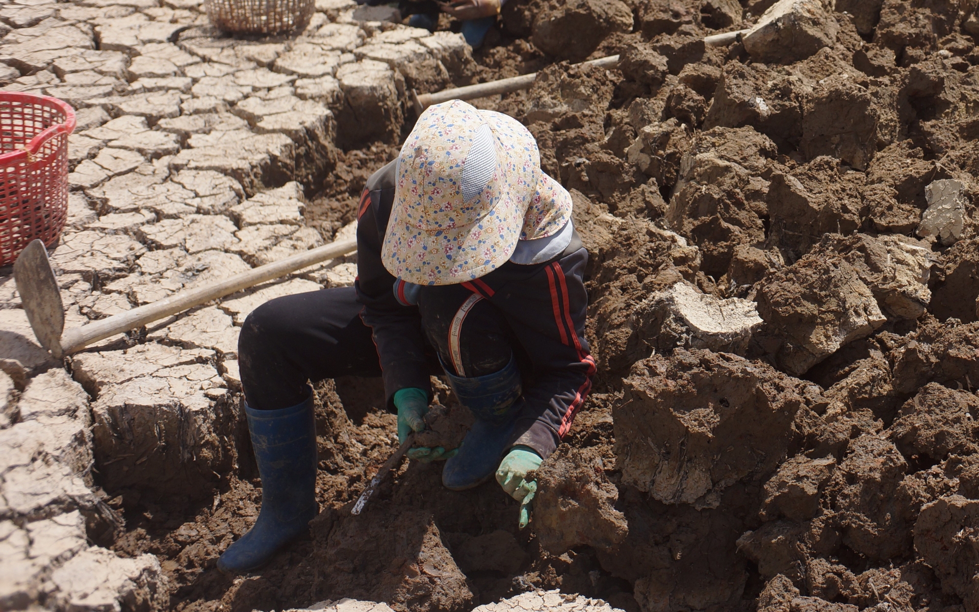 Ở một nơi của Lâm Đồng, đất đồng nứt toác, thấy dân hì hục đào sản vật, đến gần ai cũng bất ngờ