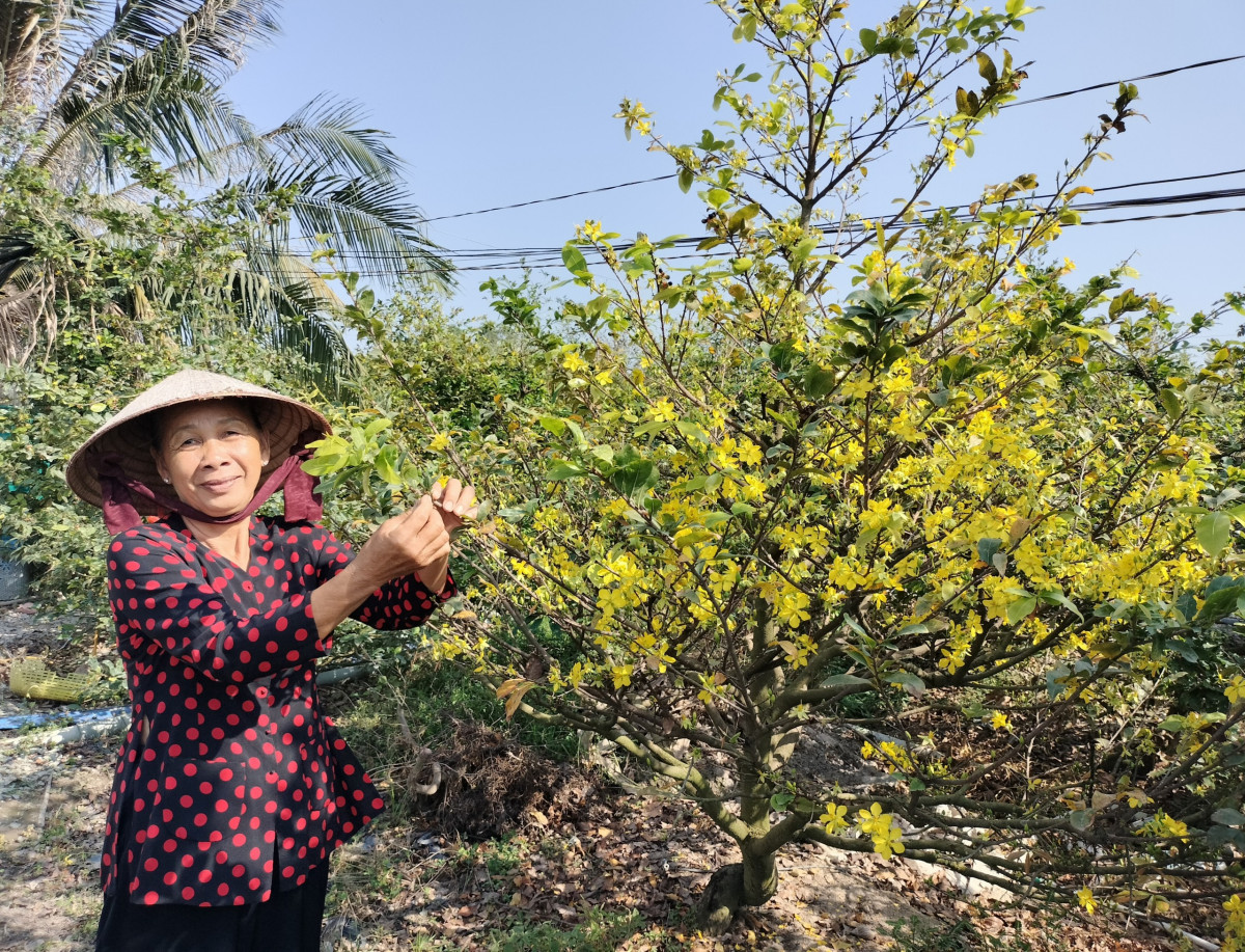 Cả làng ở Long An trồng thứ cây cảnh đang hot, bán khắp cả nước, nhiều nhà là tỷ phú nông dân- Ảnh 2.