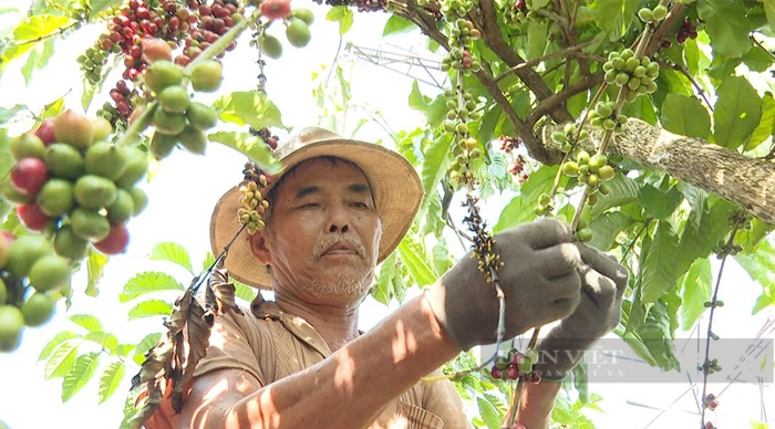 Việt Nam là có đến 1 triệu hộ nông dân trông cà phê nhưng sự kết nối giữa các chủ thể trồng cà phê còn rời rạc. Ảnh: T.L