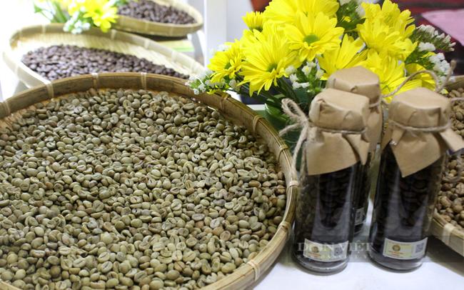 Giá cà phê hiện đã vượt qua mốc 100.000 đồng/kg. Ảnh: Nguyên Vỹ