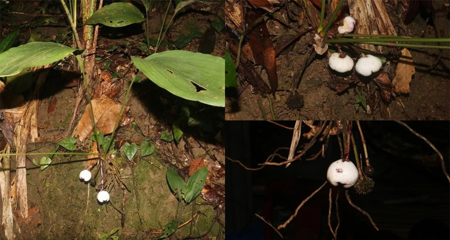 Loài cây mới được tìm thấy ở Việt Nam mang vẻ ngoài siêu đẹp và độc nhất vô nhị- Ảnh 3.