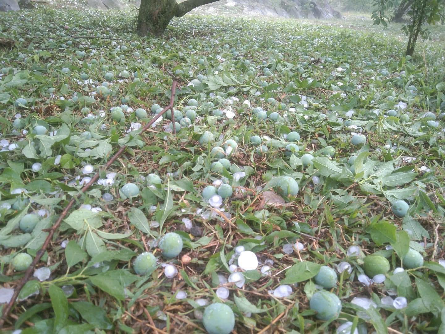 Mưa đá bất ngờ, vườn mận của nông dân Việt Nam xuất sắc ở Sơn La thiệt hại 90%, bay ngay tiền tỷ- Ảnh 1.