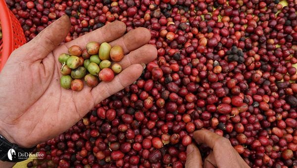 Giá cà phê nội địa tăng mạnh, giao dịch ở mức cao chưa từng thấy ngày 21/4- Ảnh 3.