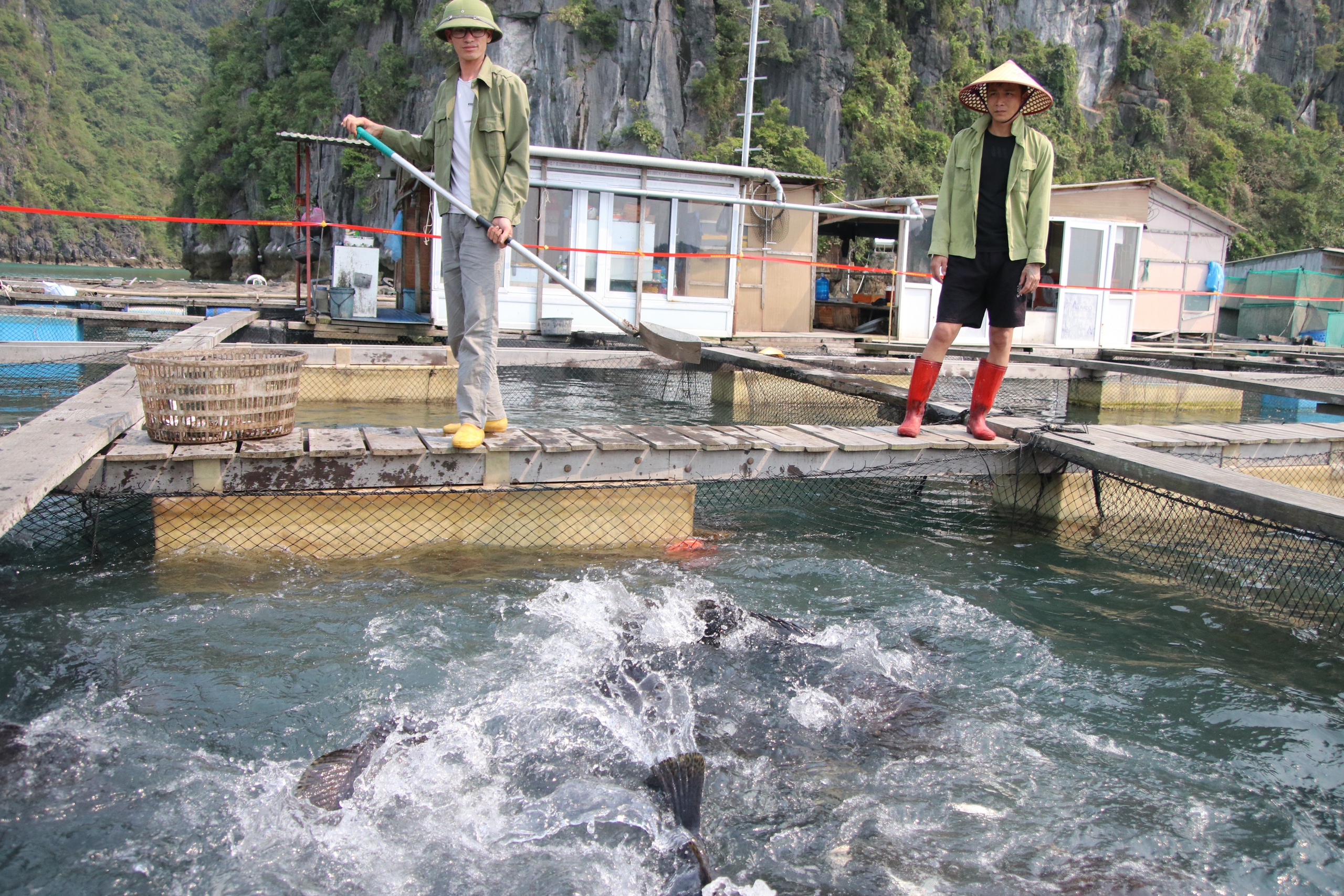 Phát triển bền vững nuôi biển - nhìn từ Quảng Ninh: Hướng đến ngành hàng xuất khẩu 2 tỷ USD- Ảnh 1.