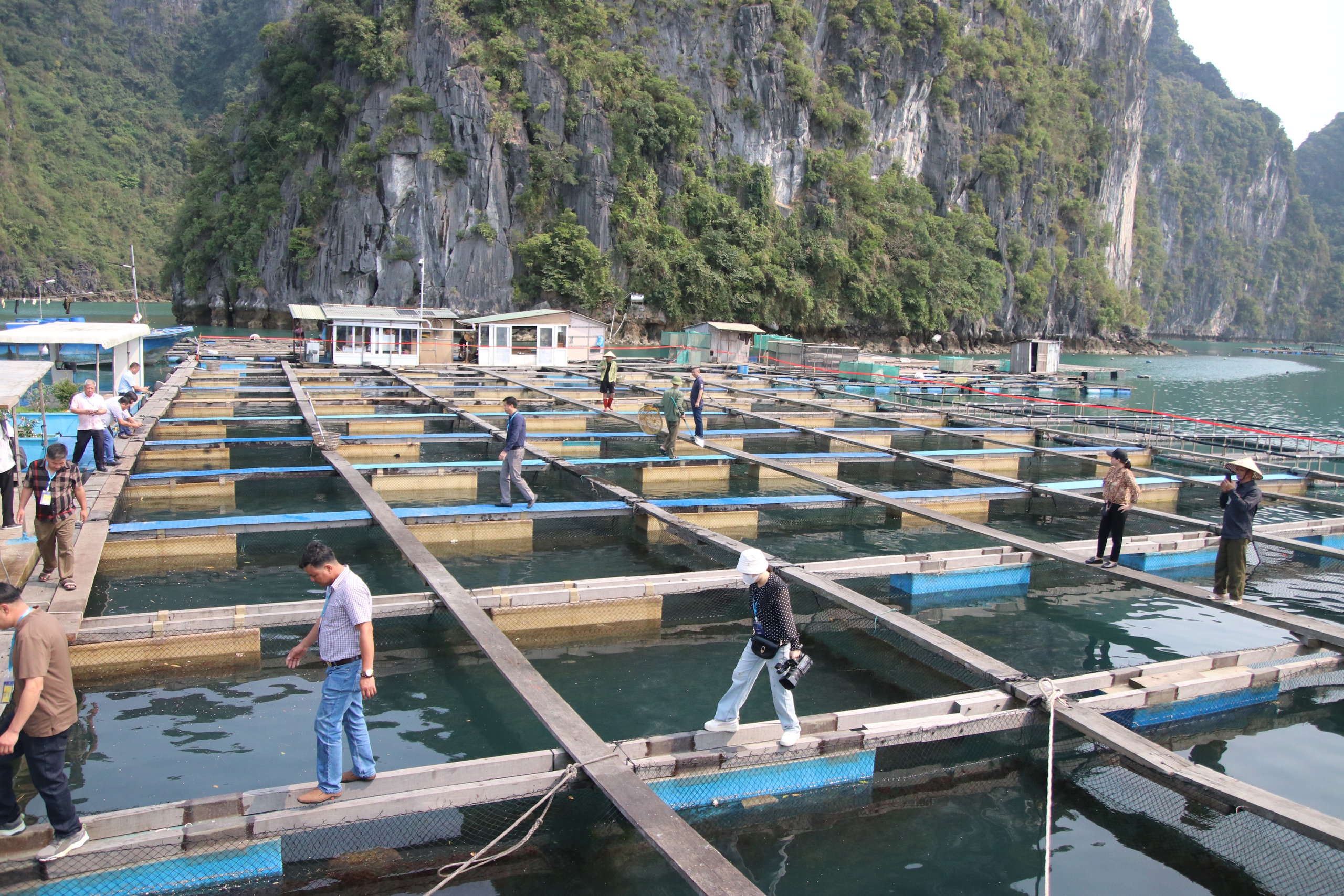Phát triển bền vững nuôi biển - nhìn từ Quảng Ninh: Hướng đến ngành hàng xuất khẩu 2 tỷ USD- Ảnh 2.