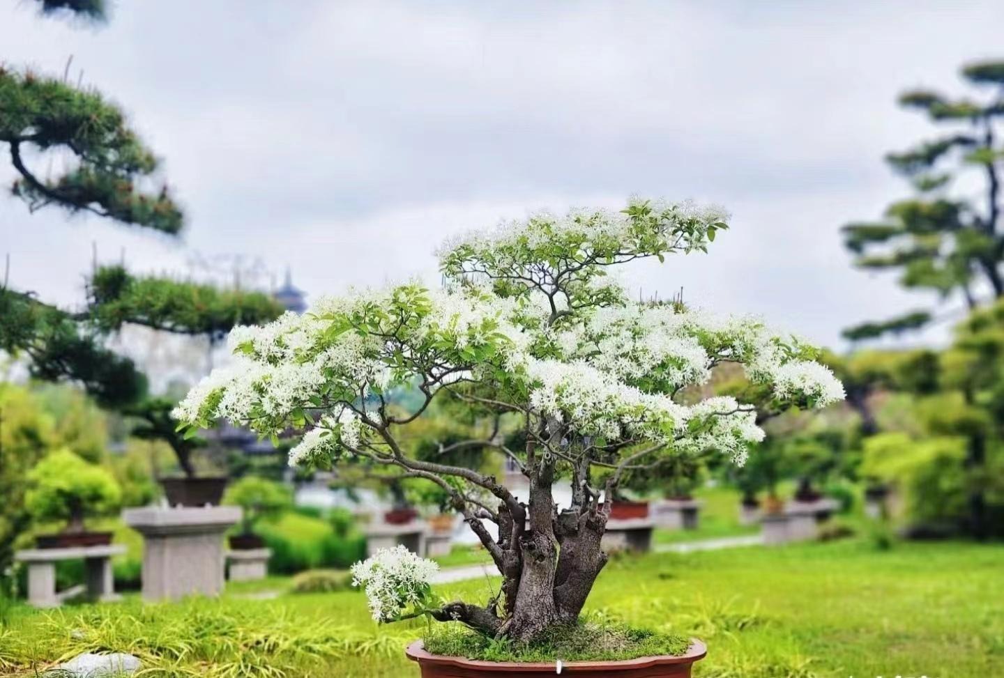 Cây cảnh cát tường, ngàn năm như tuyết, thơm ngát mười dặm, chiêu phúc lành đến nhà - Ảnh 14.