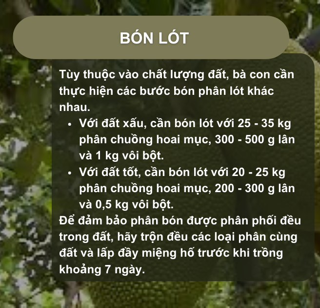 SỔ TAY NHÀ NÔNG: Kỹ thuật bón phân cho cây mít Thái- Ảnh 1.