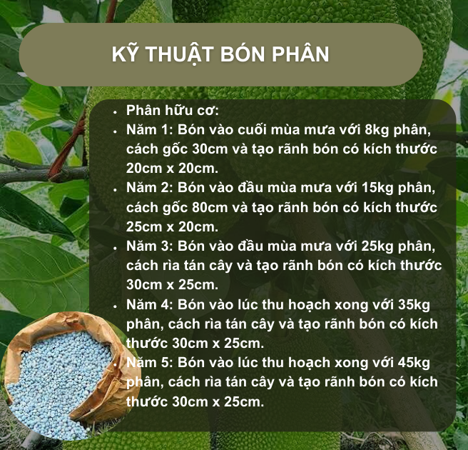 SỔ TAY NHÀ NÔNG: Kỹ thuật bón phân cho cây mít Thái- Ảnh 2.