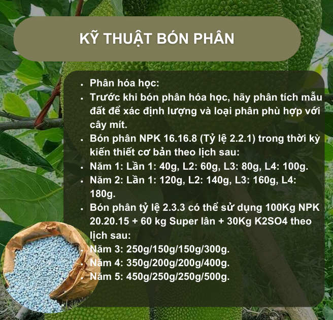 SỔ TAY NHÀ NÔNG: Kỹ thuật bón phân cho cây mít Thái- Ảnh 3.