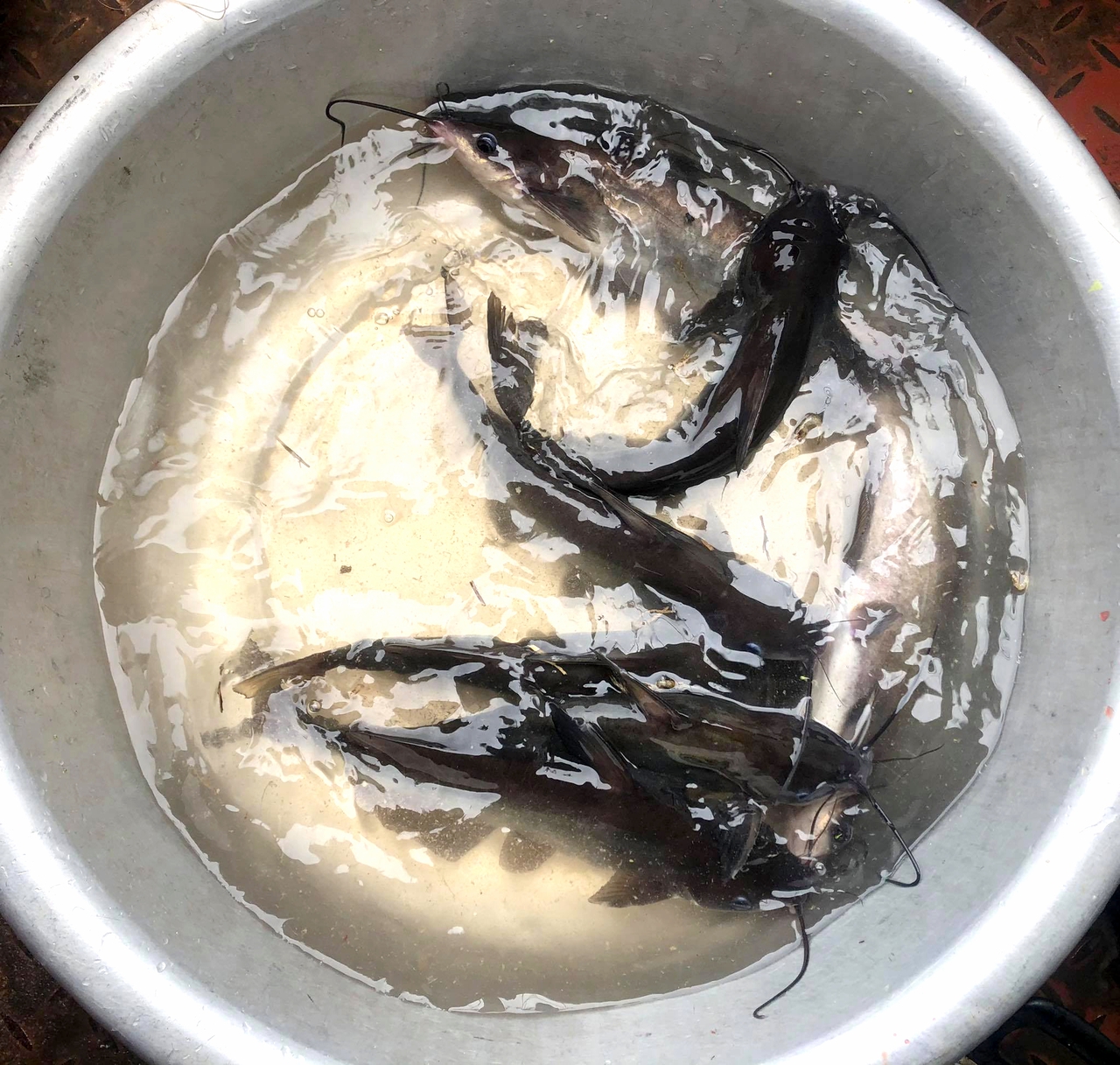 Săn lùng loài cá nghe tên giật mình ở con sông Đà qua Phú Thọ, đem về nấu vờ thành đặc sản- Ảnh 6.