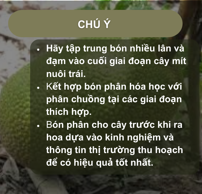 SỔ TAY NHÀ NÔNG: Kỹ thuật bón phân cho cây mít Thái- Ảnh 4.