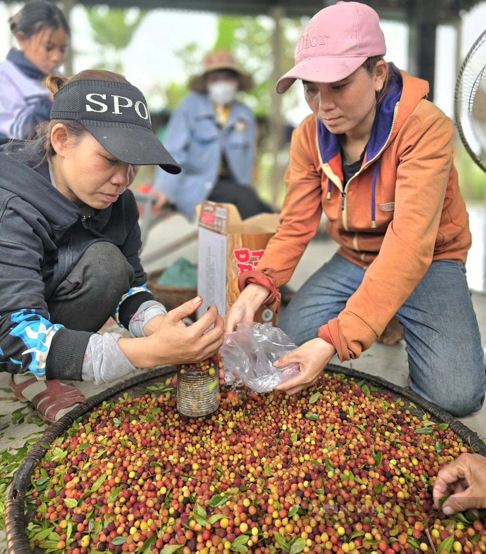 Vô rừng hái loại quả rừng hoang dại nếm quen rồi lạ, dân một huyện ở Quảng Bình bán đắt như tôm tươi- Ảnh 1.