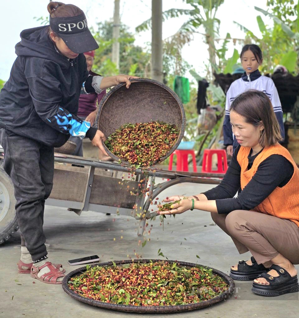 Vô rừng hái loại quả rừng hoang dại nếm quen rồi lạ, dân một huyện ở Quảng Bình bán đắt như tôm tươi- Ảnh 3.