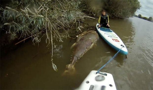Chuyện hi hữu: Phát hiện "quái vật" cá ngừ khổng lồ dài 2,1m, to bằng con bò khi đang chèo thuyền trên sông- Ảnh 2.