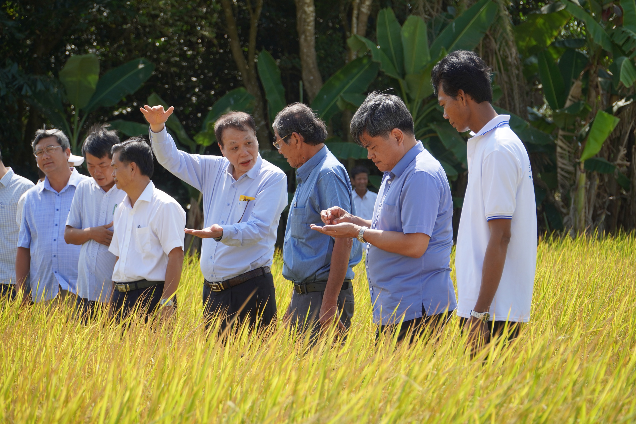 Vì sao Bộ NNPTNT chọn gạo ST 25 mang nhãn hiệu gạo quốc gia đầu tiên của Việt Nam?- Ảnh 2.