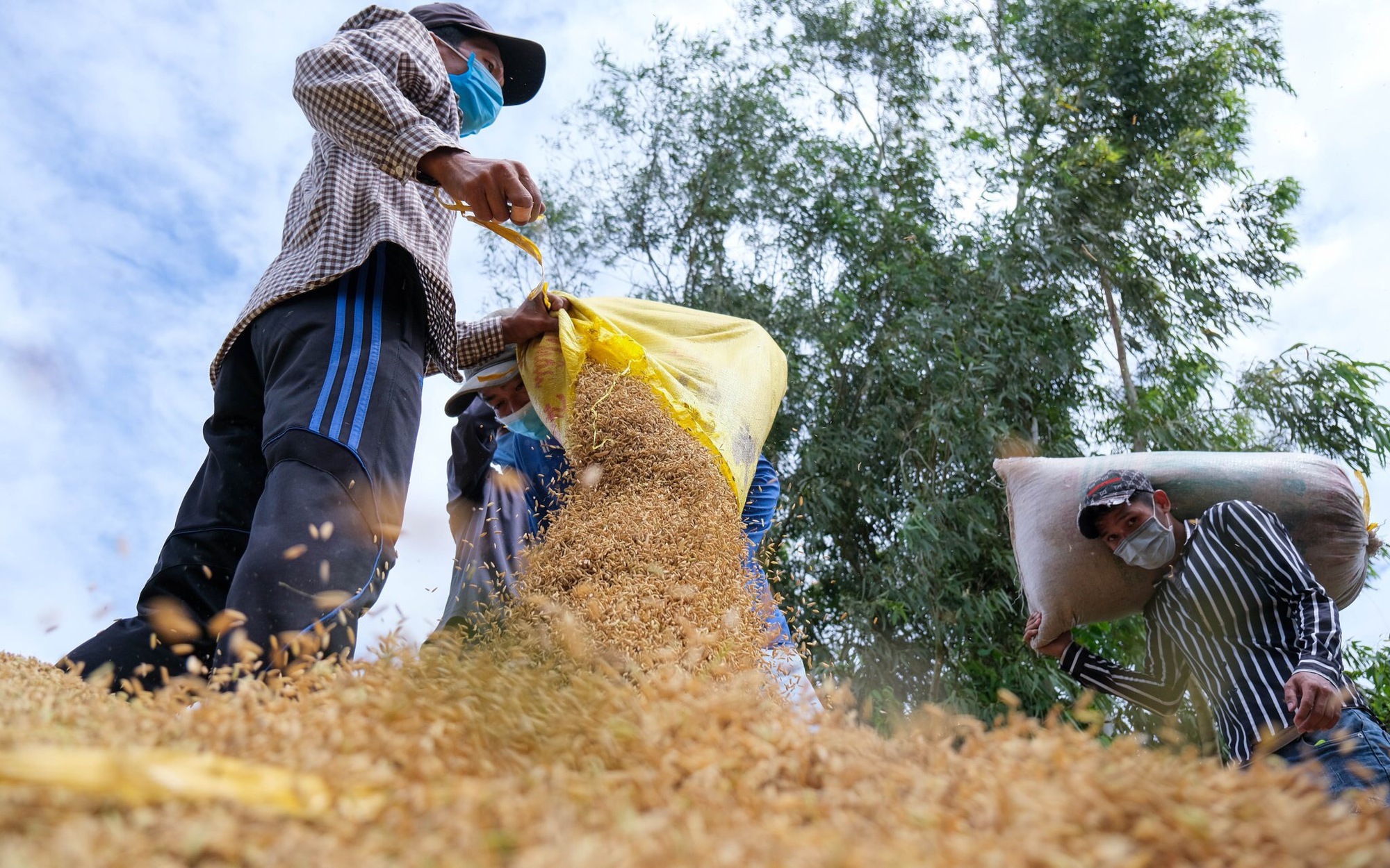 Doanh nghiệp Việt Nam trúng thầu 400.000 tấn gạo, nông dân phấn khởi vì giá lúa tăng cao- Ảnh 2.