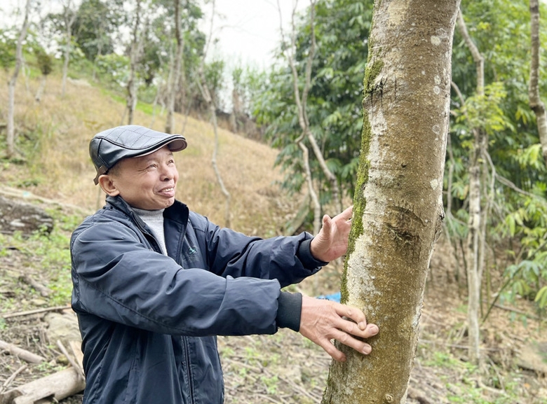 Một nông dân Lào Cai trồng thứ "cây tiền tỷ" gì mà ví như "chôn kho báu" trong rừng, thương lái cứ gạ mua?- Ảnh 2.