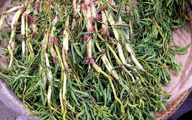 Một loại rau dân dã, giá rẻ như cho, là vị thuốc Đông Y hiệu quả: Mọc hoang khắp vùng thôn quê Việt