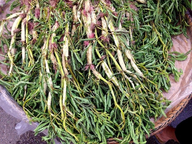 Một loại rau dân dã, giá rẻ như cho, là vị thuốc Đông Y hiệu quả: Mọc hoang khắp vùng thôn quê Việt- Ảnh 1.