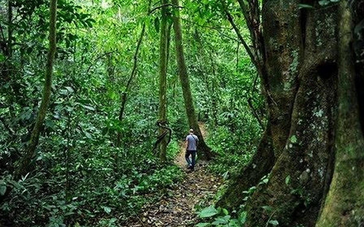 Huyền thoại về loài rắn hổ mây khổng lồ hàng chục kg ở hòn đảo lớn nhất Việt Nam