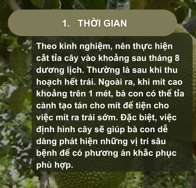 SỔ TAY NHÀ NÔNG: Kỹ thuật tỉa cành, tỉa trái cho cây mít Thái- Ảnh 1.