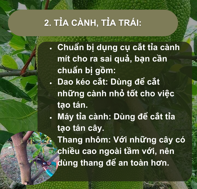 SỔ TAY NHÀ NÔNG: Kỹ thuật tỉa cành, tỉa trái cho cây mít Thái- Ảnh 2.