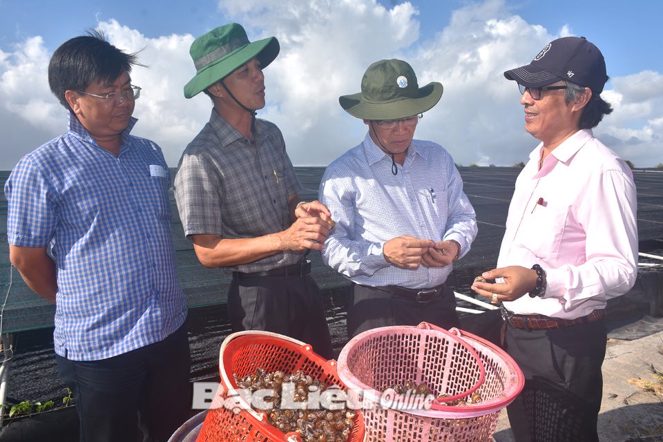 Đây là con đặc sản nông dân Bạc Liêu nuôi dưới ao bạt, bắt lên 100 tấn, bán giá cao nhất là 420.000 đồng/kg- Ảnh 1.