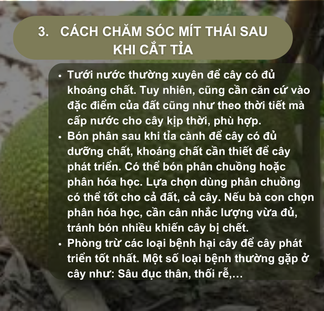 SỔ TAY NHÀ NÔNG: Kỹ thuật tỉa cành, tỉa trái cho cây mít Thái- Ảnh 4.