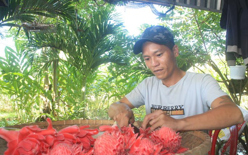 Cây cảnh lạ mắt, lạ màu do một nông dân Đồng Nai trồng thành công, ai ngờ thứ quý giá nhất là bộ phận này