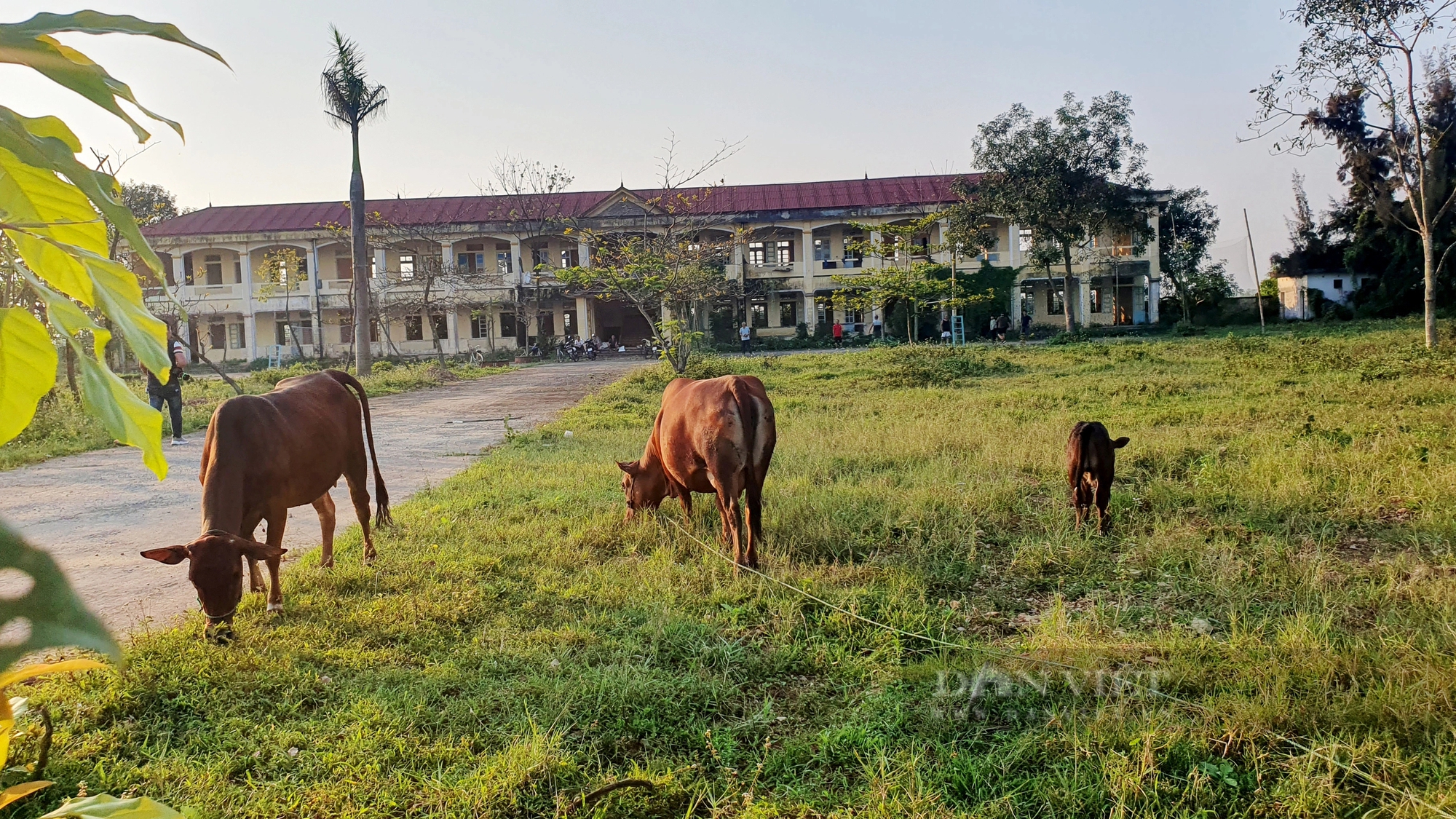 Nhiều trụ sở, trường học khang trang giá trị hàng tỷ đồng bỏ hoang, thành nơi chăn thả trâu bò ở Hà Tĩnh- Ảnh 8.