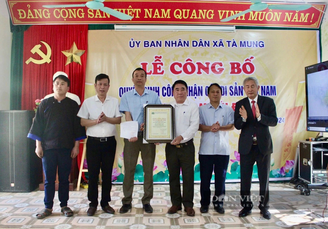 Cây cổ thụ kỳ mỹ 500 tuổi ở tỉnh Lai Châu được công nhận Cây di sản, là cây trong sách Đỏ Việt Nam- Ảnh 6.