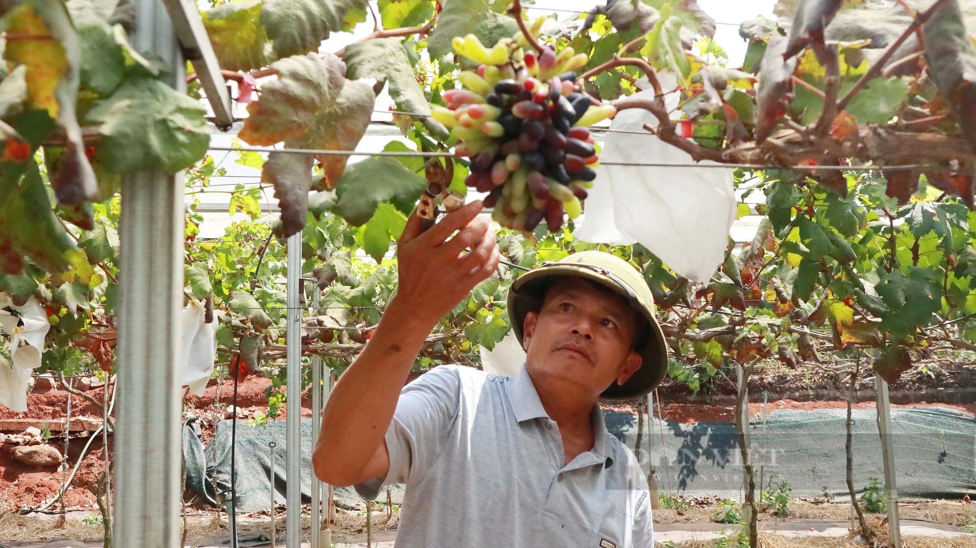 Một người mà dân gọi là ông “Thành điên” trồng nho lạ ở Lâm Đồng, hái cả tấn trái mà chả kịp bán- Ảnh 6.
