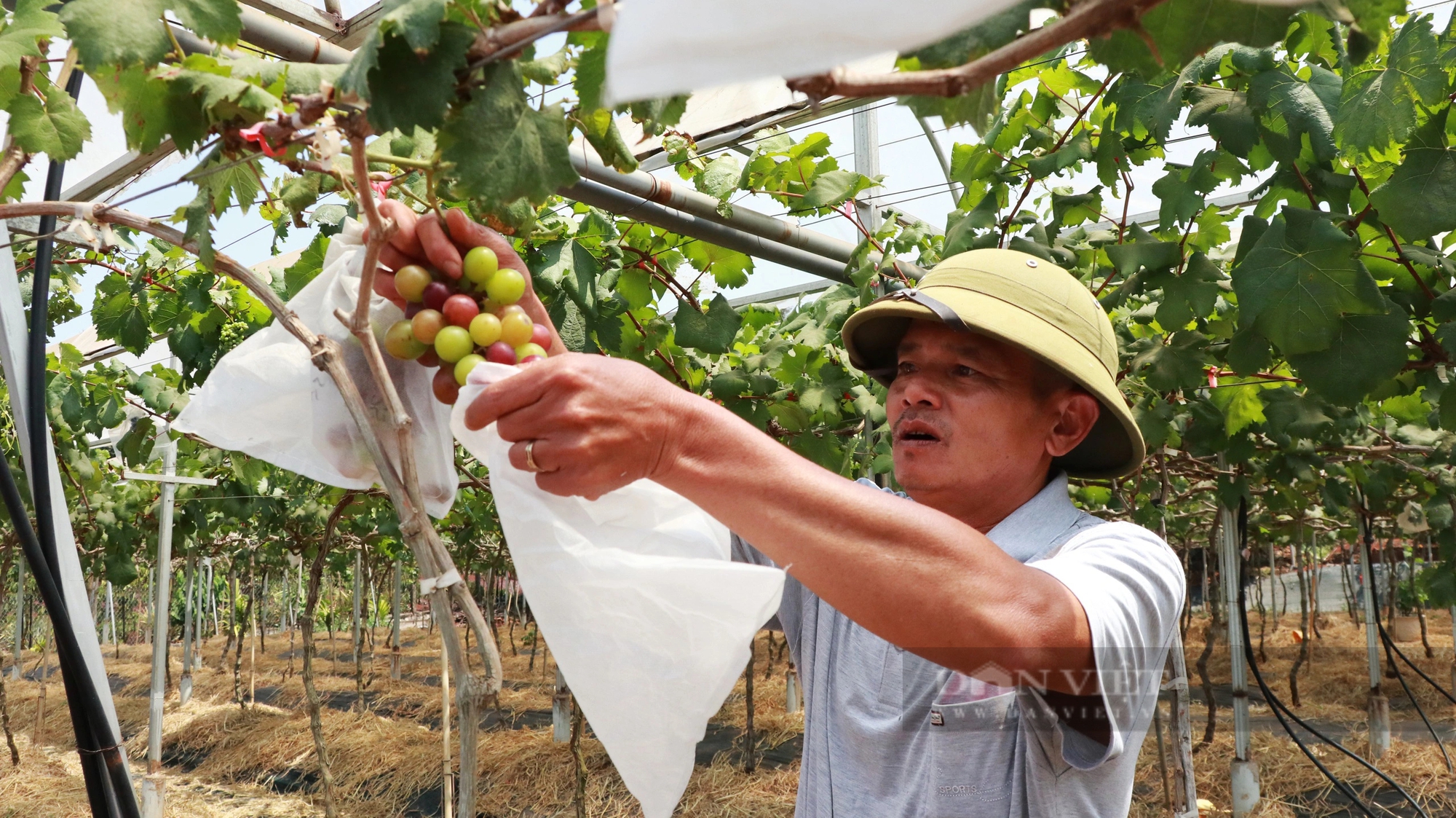 Một người mà dân gọi là ông “Thành điên” trồng nho lạ ở Lâm Đồng, hái cả tấn trái mà chả kịp bán- Ảnh 8.