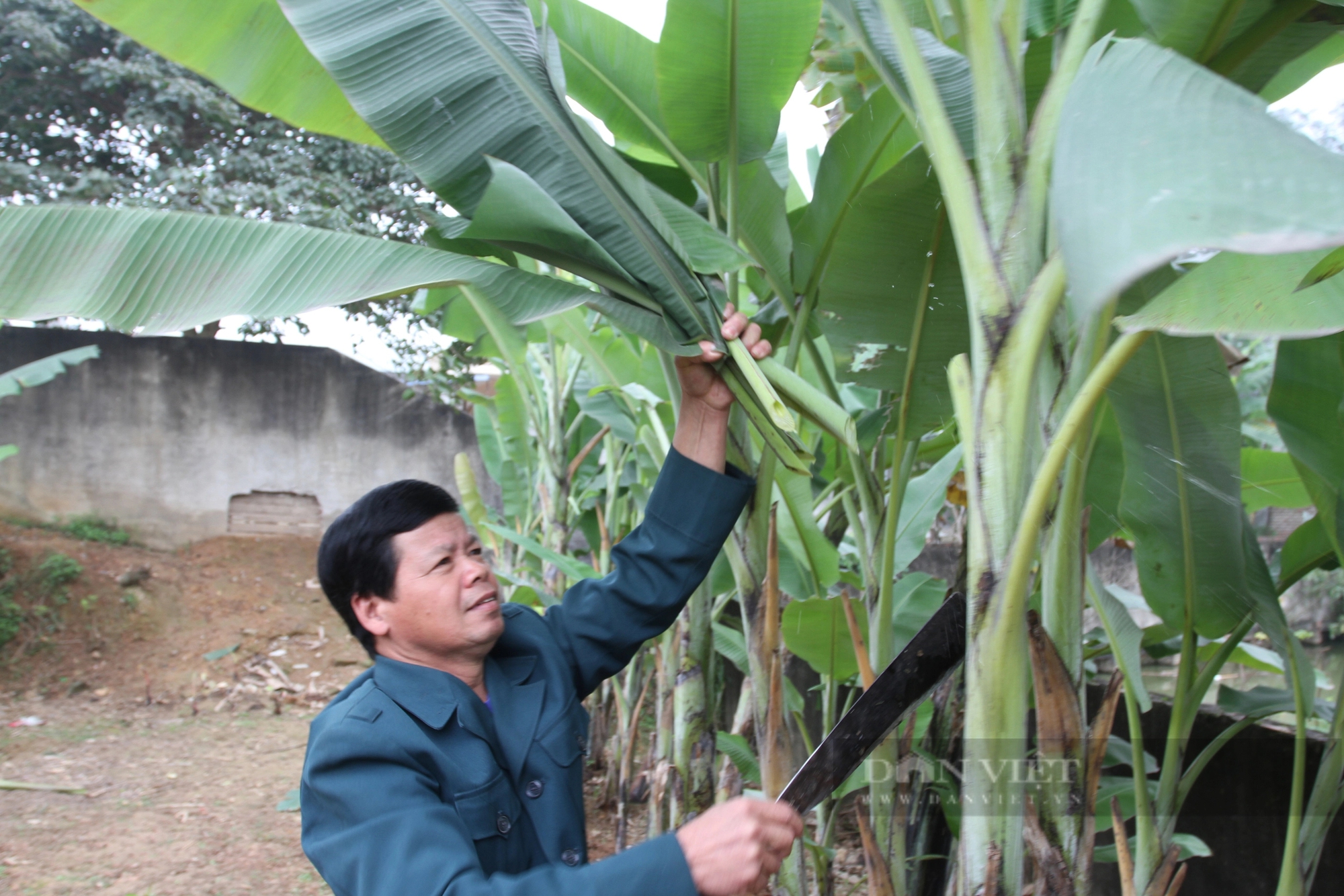 Nuôi cá cho ăn kham khổ, một Tổ hợp tác ở Thái Nguyên bắt lên con nào thịt cũng ngon, dân thích mua- Ảnh 1.