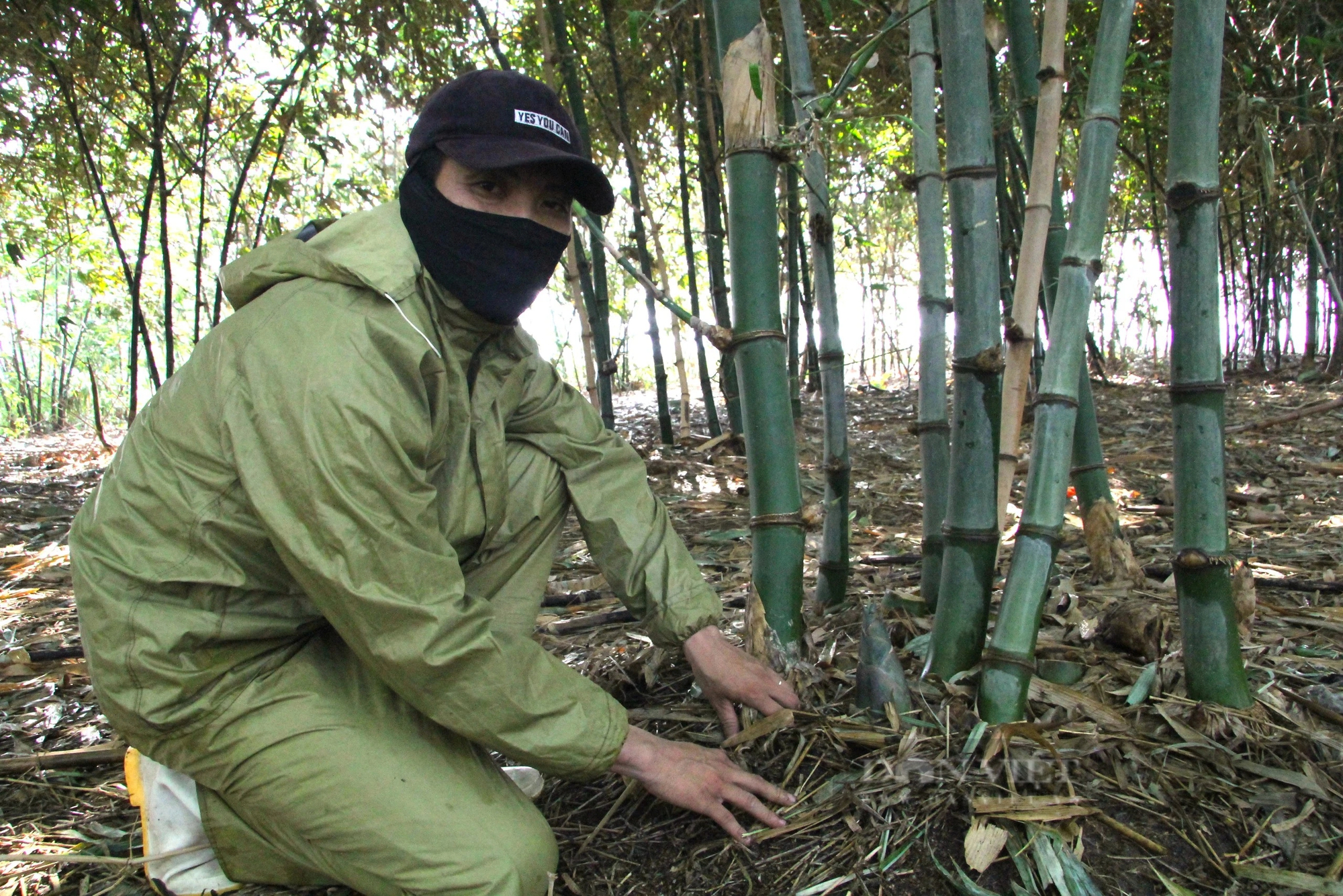 Trồng thứ cây "đẻ con" dưới gốc ở Ninh Thuận, nông dân cắt thứ này bán 40.000-50.000 đồng/kg- Ảnh 1.