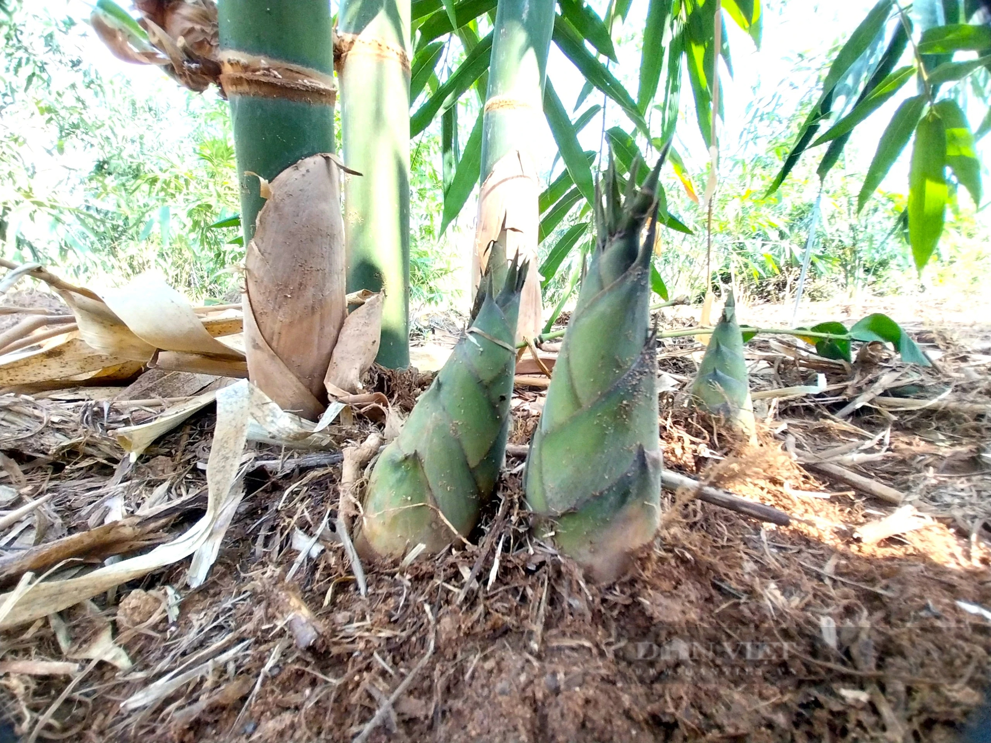 Trồng thứ cây "đẻ con" dưới gốc ở Ninh Thuận, nông dân cắt thứ này bán 40.000-50.000 đồng/kg- Ảnh 2.