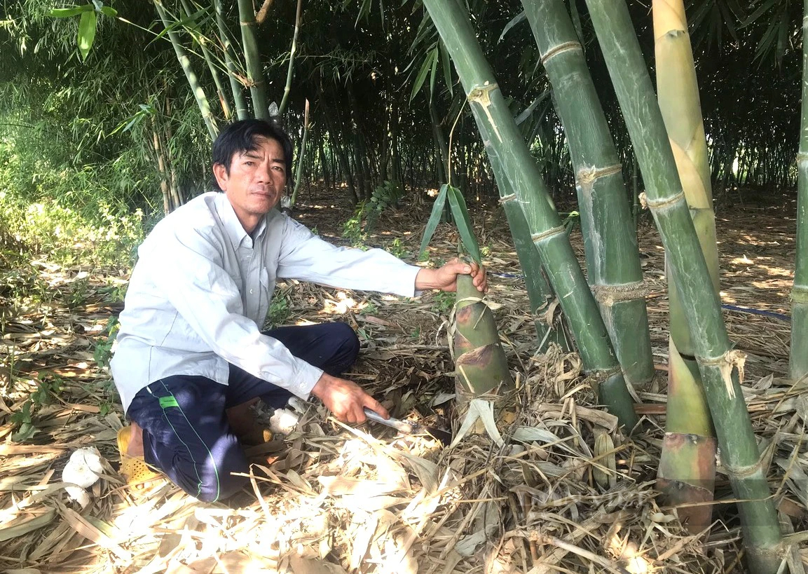 Trồng thứ cây "đẻ con" dưới gốc ở Ninh Thuận, nông dân cắt thứ này bán 40.000-50.000 đồng/kg- Ảnh 3.