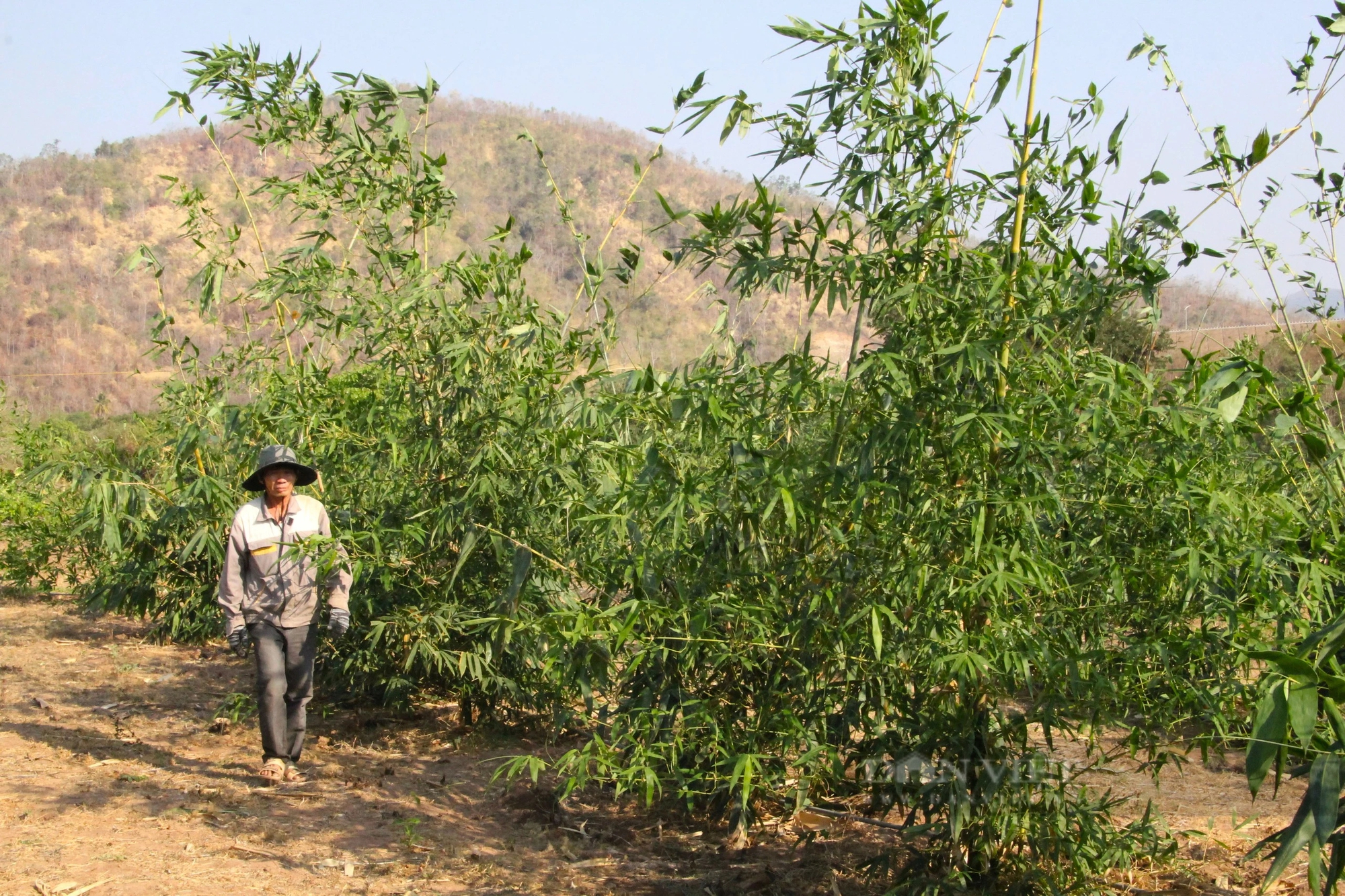 Trồng thứ cây "đẻ con" dưới gốc ở Ninh Thuận, nông dân cắt thứ này bán 40.000-50.000 đồng/kg- Ảnh 4.