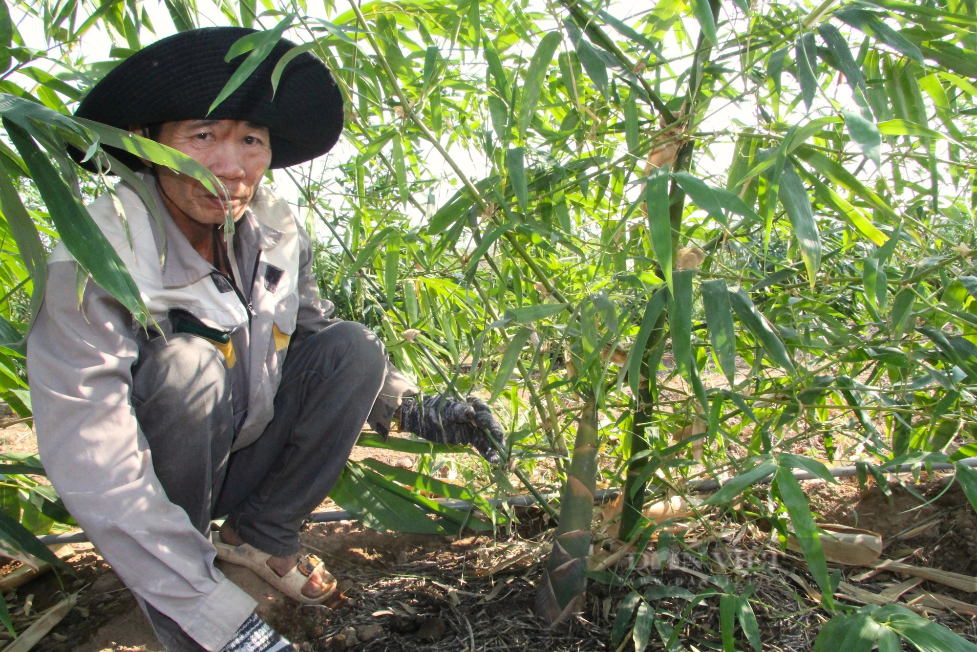 Trồng thứ cây "đẻ con" dưới gốc ở Ninh Thuận, nông dân cắt thứ này bán 40.000-50.000 đồng/kg- Ảnh 5.