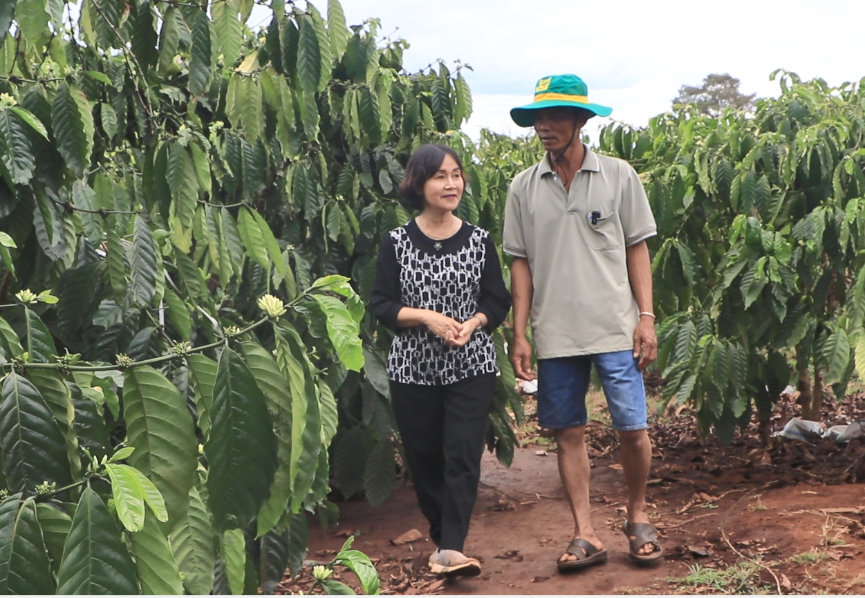 Bí quyết gì giúp vườn cà phê của ông nông dân Đắk Lắk hơn 30 năm tuổi vẫn cho năng suất cao?- Ảnh 1.