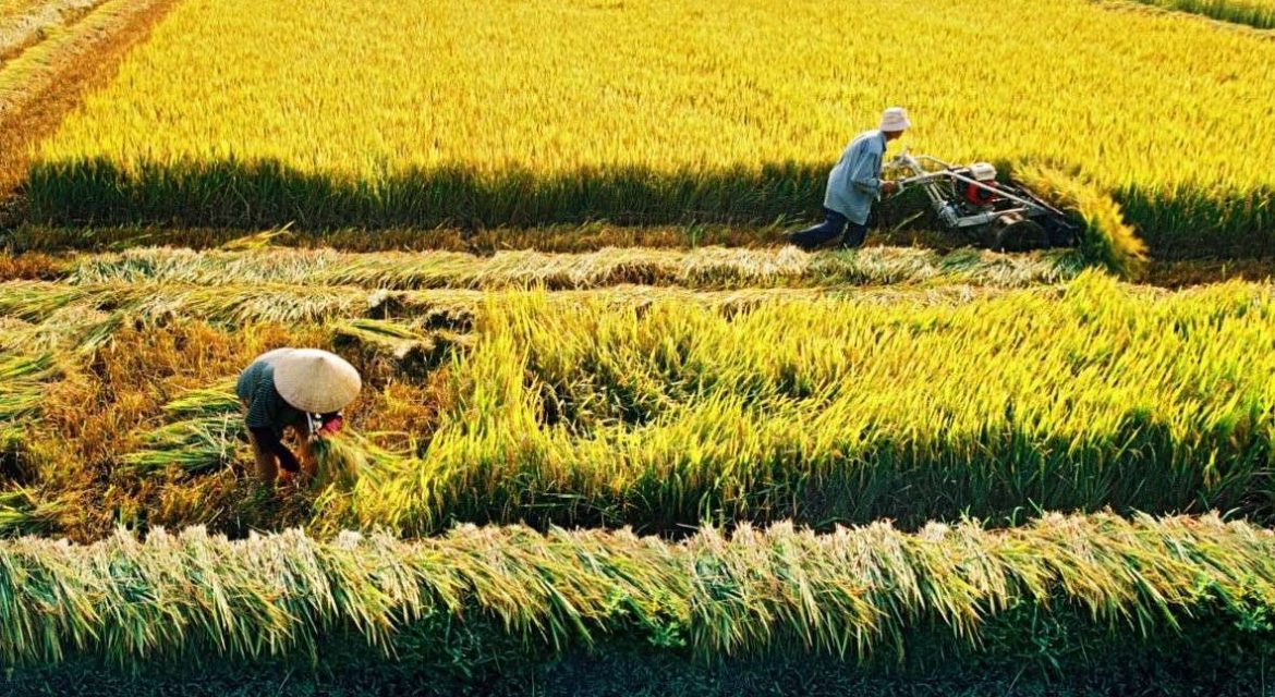 Thương vụ Việt Nam tại Philippines: 4 lợi thế của gạo Việt tại thị trường Philippines- Ảnh 2.