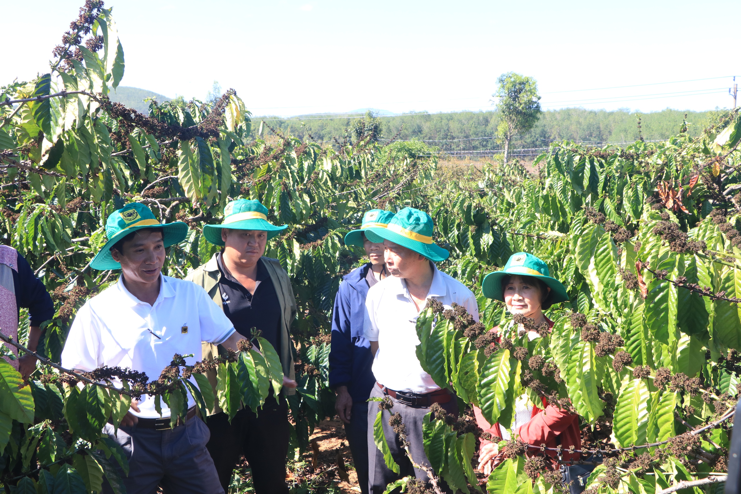 Canh tác cà phê thông minh: Hiệu quả sự phối hợp giữa nhà khoa học và khuyến nông- Ảnh 5.