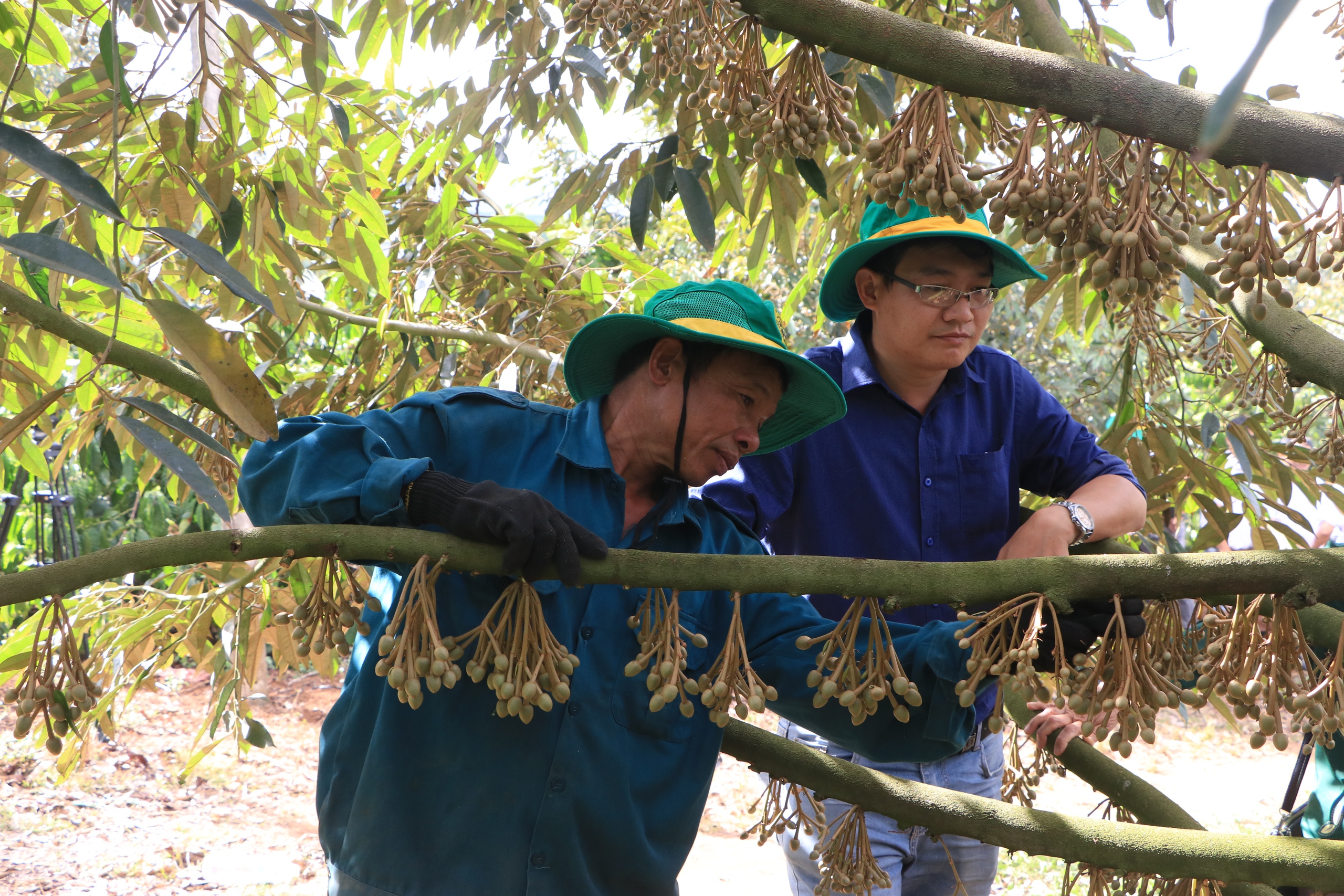 Trồng cà phê xen sầu riêng, đúng thời giá cao, ông nông dân Gia Lai nhận "lương" gấp đôi- Ảnh 5.