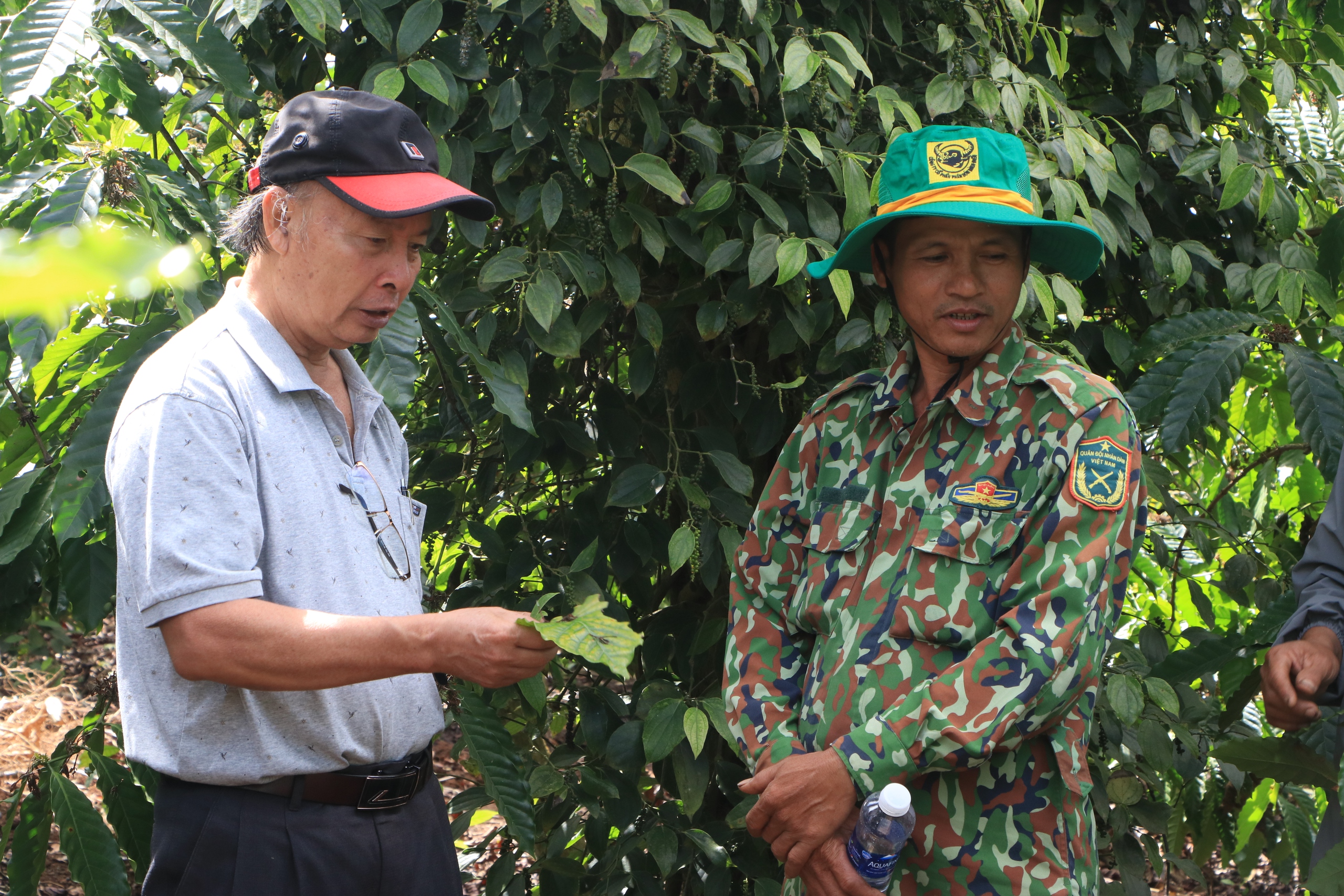 Cho cây hồ tiêu "kết duyên" cà phê, ông nông dân Đắk Lắk thu lợi kép- Ảnh 3.