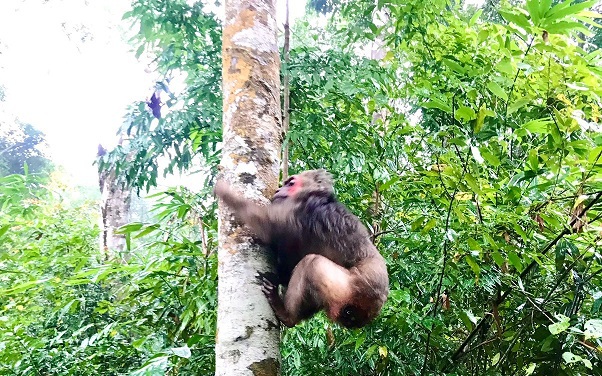Vừa thả vào một khu rừng tự nhiên ở Bắc Giang, hai con động vật hoang dã liền leo tót lên cây cao