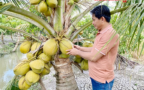 Cây đặc sản thơm ngon ở Trà Vinh đem trồng ở Hậu Giang, ai dè cây thấp tè đã ra trái quá trời