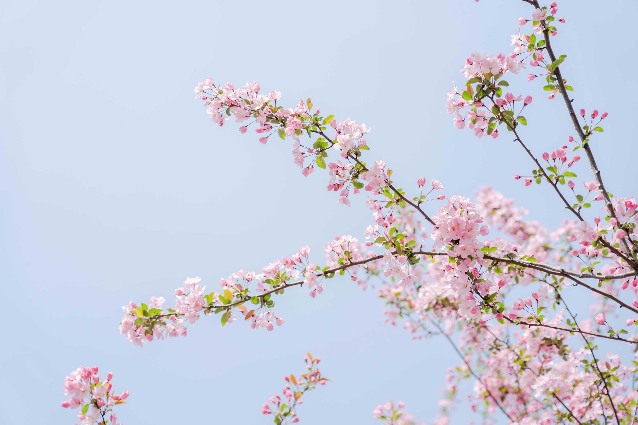 Hơn 200000 ảnh Hoa và Thực Vật miễn phí - Pixabay