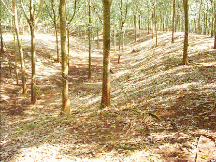 Đào khảo cổ ở thành đất hình tròn trong một khu rừng cao su ở Bình Phước phát lộ nồi gốm, mộ táng cổ xưa- Ảnh 1.
