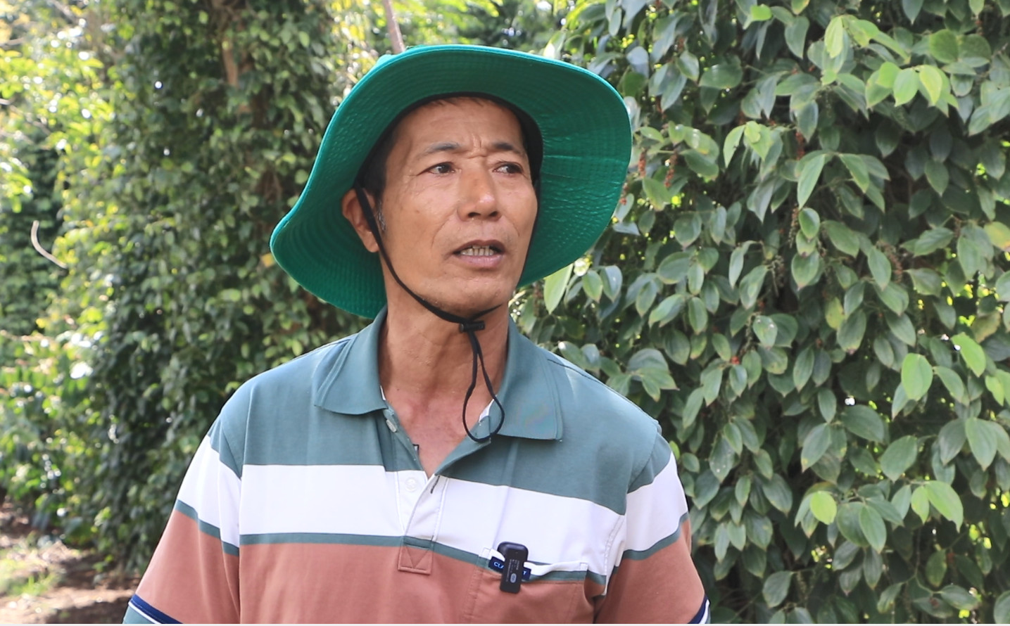 Cho cây hồ tiêu "kết duyên" cà phê, ông nông dân Đắk Lắk thu lợi kép- Ảnh 1.